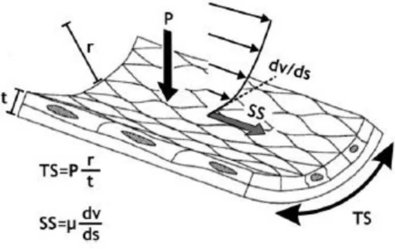 Figure 12: Visualisation des forces hémodynamiques s'appliquant sur la paroi artérielle
