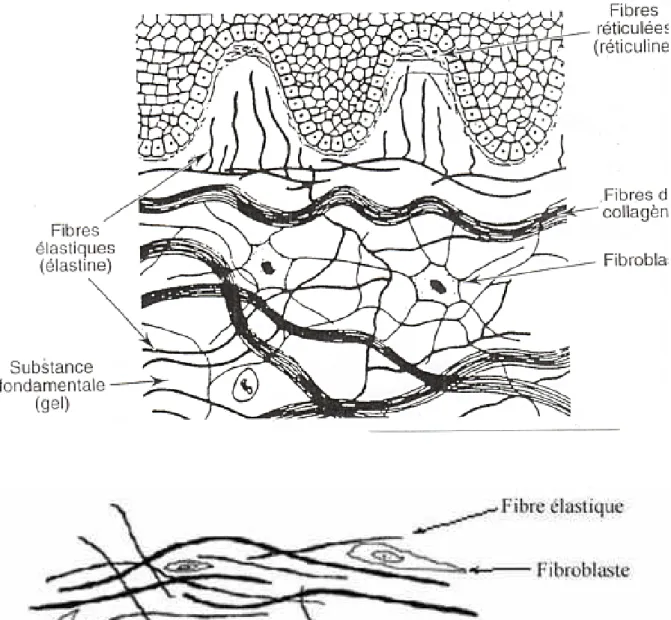 Figure 1 : Eléments du tissu conjonctif 