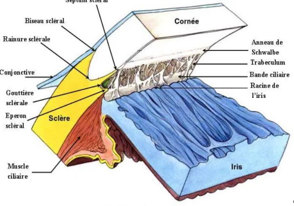 Figure 1: Structure de l’angle irido-cornéen 