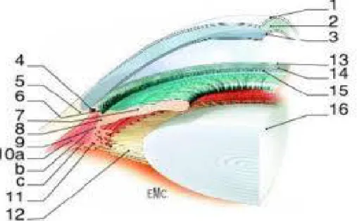 Figure 3: Vue endoculaire schématique de l’angle irido-cornéen. 