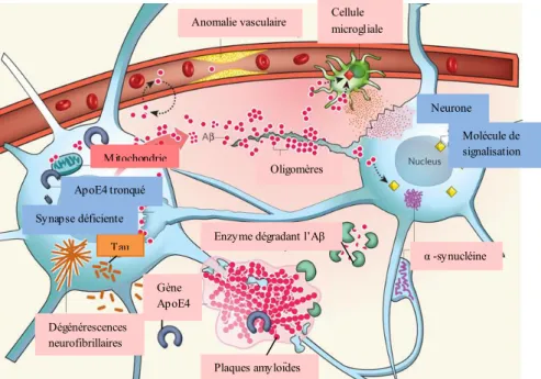 Figure 2 : formation des plaques amyloïdes extracellulaires et des dégénérescences neurofibrillaires caractéristiques de la  maladie d’Alzheimer DNF Tau Mitochondrie ApoE4 tronqué Tau Dégénérescencesneurofibrillaires Gène ApoE4 Plaques amyloïdes  Enzyme dé