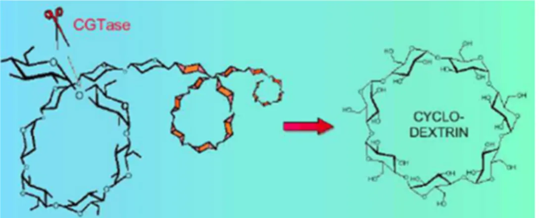 Figure  4 : Action de la CGTase sur l’amidon 