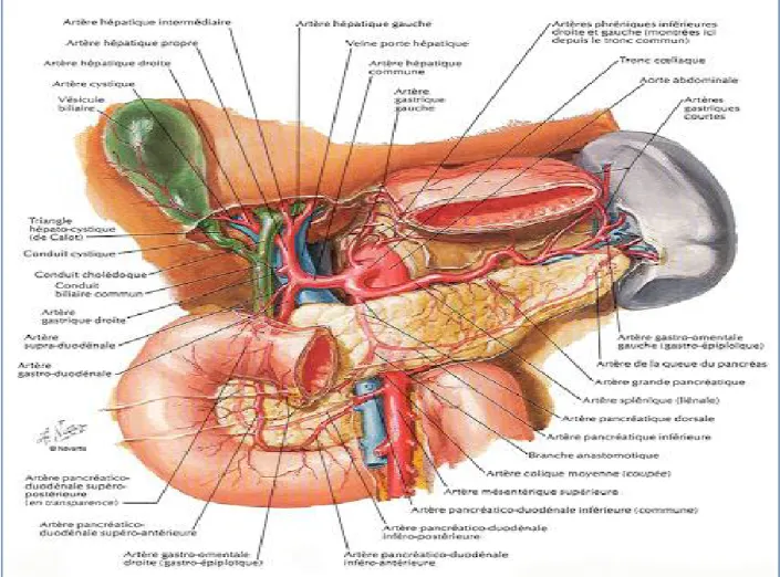 Figure 6 : Vue antérieure montrant les rapports de la face antérieure   du duodéno-pancréas avec les différents organes de l‘abdomen 