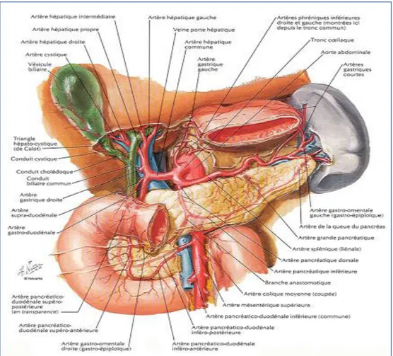 Figure 8 :  Vue antérieure illustrant la vascularisation artérielle du pancréas 