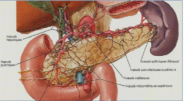 Figure 10 :  Image montrant drainage lymphatique du pancréas 