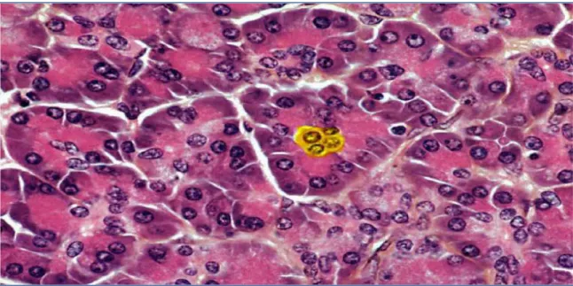 Figure 12 : Structure de l‘acinus pancréatique. Cellules centro-acineuse en jaune 