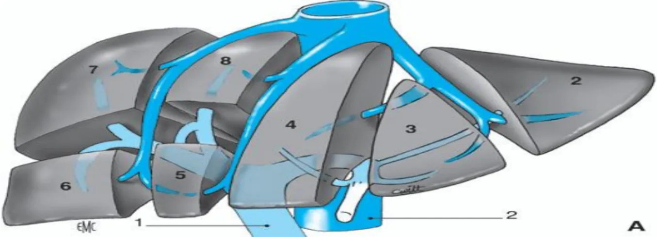 Figure 3. Anatomie éclatée du foie. Noter les modifications de l’axe de la veine sus-hépatique  droite selon que le foie est disposé à plat (travaux d’anatomie) « ex vivo » ou figuré en  position réelle « in vivo »