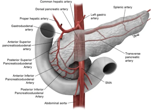 Figure 9: vascularisation artérielle du pancréas 