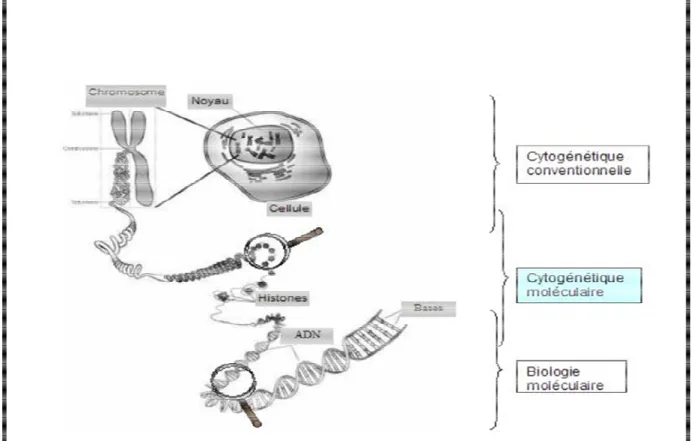 Figure 6 : Techniques de cytogénétiques et zones de chevauchement avec les différentes  techniques d’étude du 