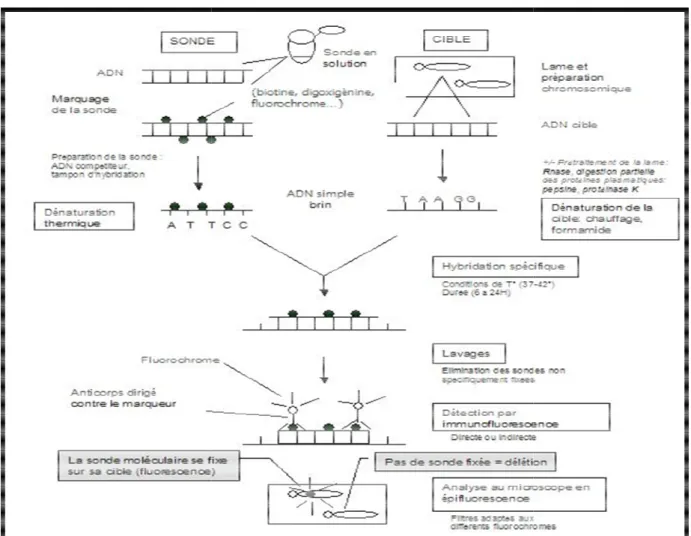 Figure 8 : étapes de la réalisation de la technique de FISH