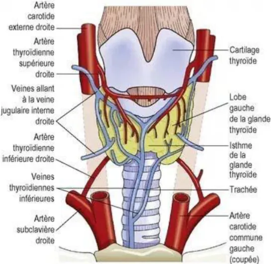 Figure 3 : La vascularisation artérielle et veineuse de la thyroïde [12] 
