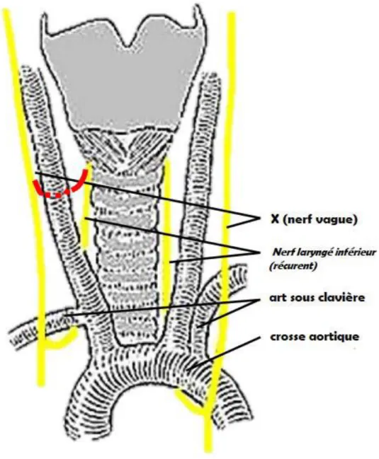 Figure 4 : Trajet typique des nerfs laryngés inférieurs (version non-récurrente en rouge)  [13] 
