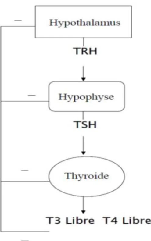 Figure 5 : Régulation des hormones thyroïdiennes 