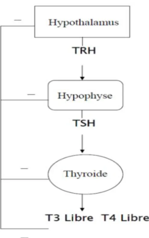 Figure 5 : Régulation des hormones thyroïdiennes 
