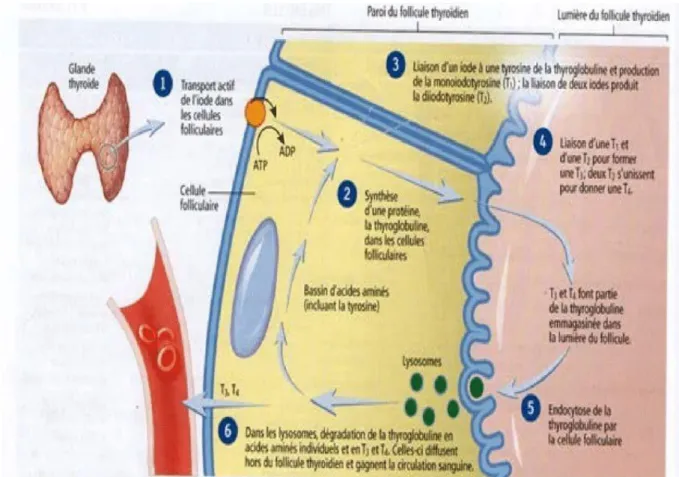 Figure 6 : Biosynthèse des hormones thyroïdiennes [14] 