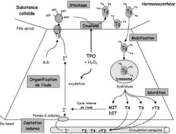 Figure 9 : L’hormonosynthèse au niveau de cellule thyroïdienne 