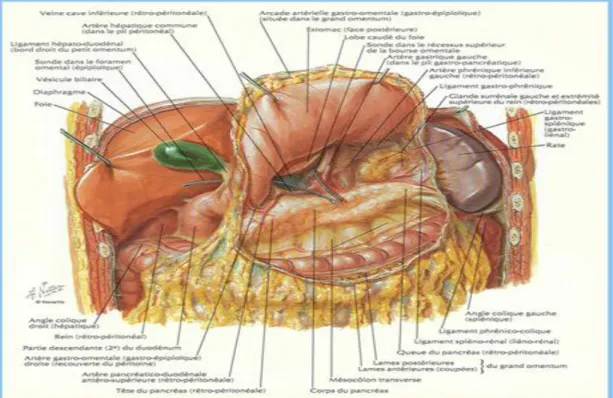 Figure 4: Les rapports de la face postérieure de l'estomac 