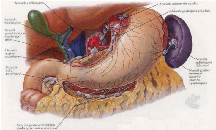 Figure 9: Drainage lymphatique de l'estomac (25) 