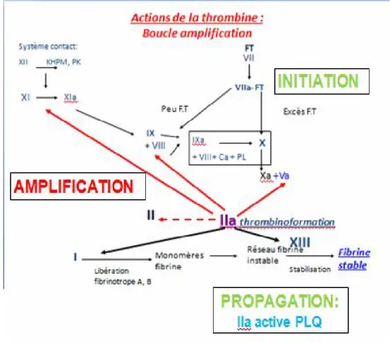 Figure 1 : Concept actuel  de la coagulation in vivo (5)    