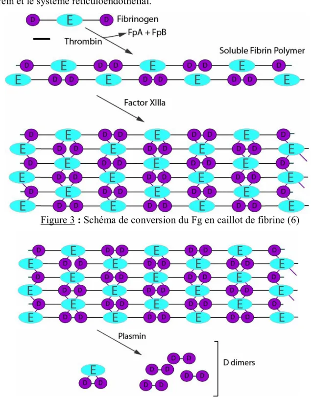 Figure 3 : Schéma de conversion du Fg en caillot de fibrine (6) 