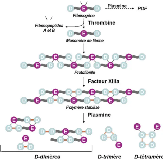 Figure 5: Schéma récapitulatif  des étapes de formation des DD (10) 