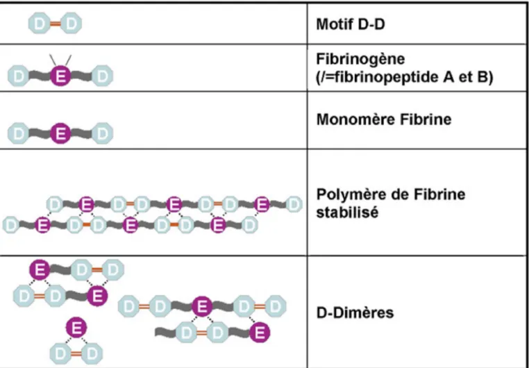 Figure 6 : les différents fragments comprenant le motif  D-D (10) 