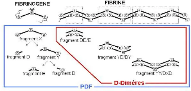 Figure 7 : Schéma montrant  la différence entre DD et PDF (11) 