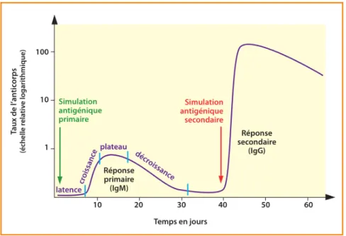 Figure 2 : L'aspect quantitatif des réponses primaires et secondaires (4) 