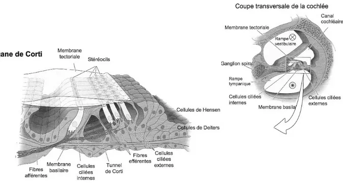 Figure 1.6 : Coupe transversale de la cochlée et de lʼorgane de Corti [25]
