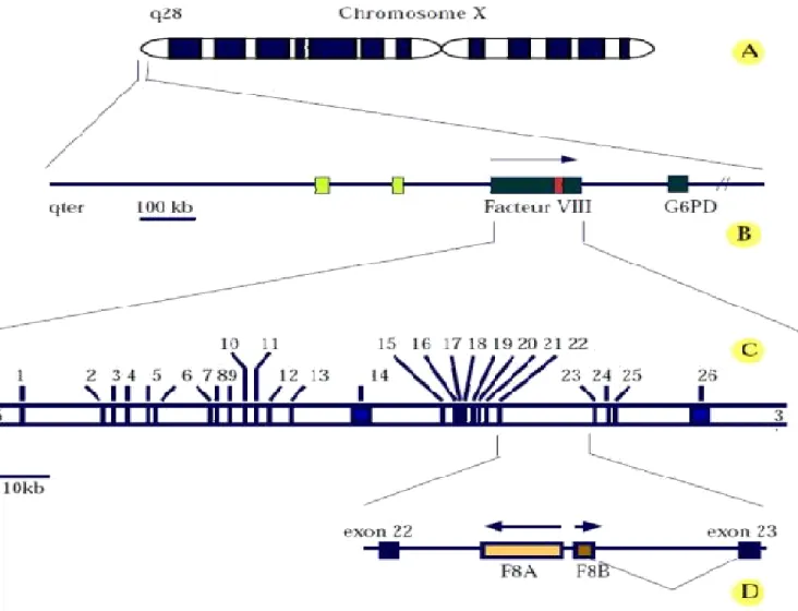 Figure 1: Localisation chromosomique et structure du gène du Facteur VIII [14] 