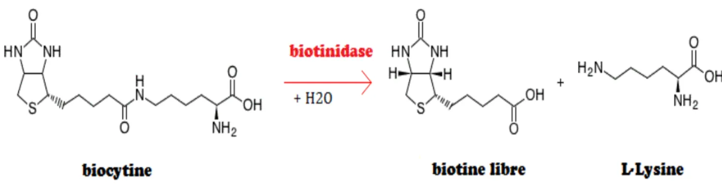 Figure 1. Hydrolysation de la biocytine par la biotinidase pour libérer la biotine   et permettre son recyclage
