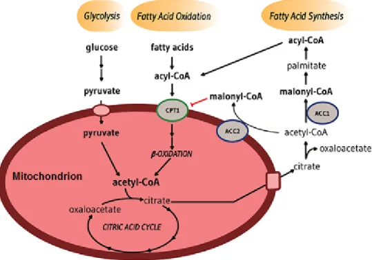Figure 5. Acétyl-CoA carboxylase 1 et acétyl-CoA carboxylase 2 22 . Dans le cytosol des cellules du  foie, les acides gras sont convertis en acyl-CoA, et le glucose subit une glycolyse qui produit du  pyruvate