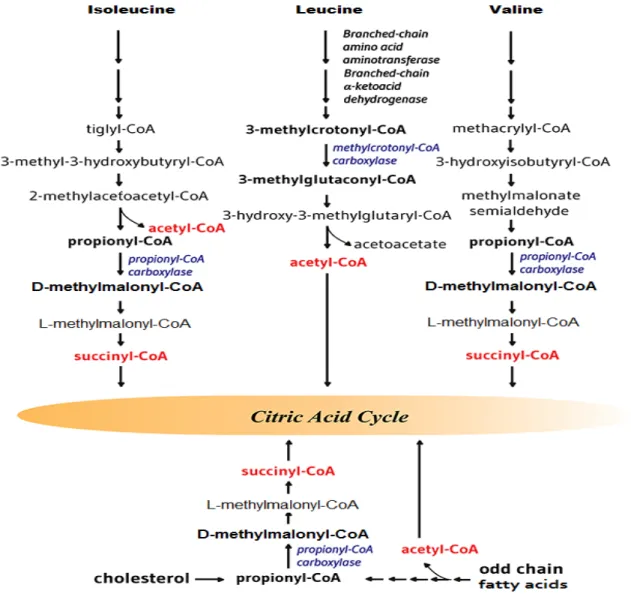 Figure 7. Carboxylases biotine-dépendant dans le métabolisme des acides aminés à chaîne ramifiée,  des acides gras à chaîne impaire et du cholestérol 22 