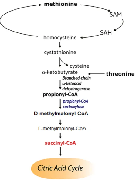 Figure 8. Propionyl-CoA Carboxylase biotine dépendant dans le métabolisme de la méthionine et de  la thréonine 22 
