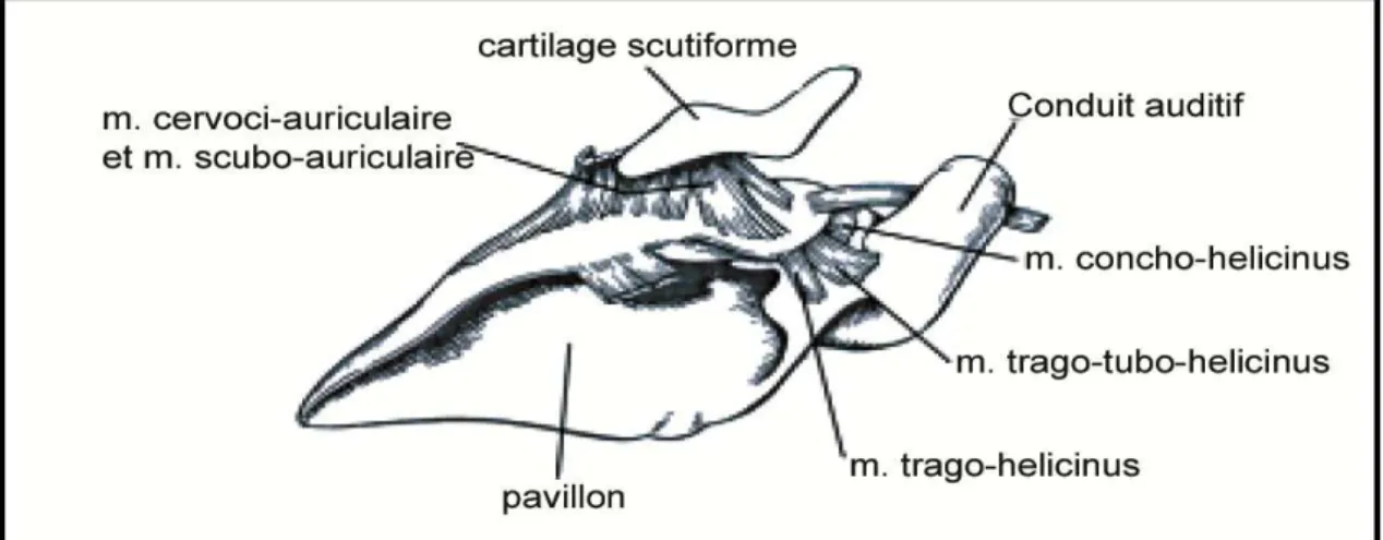 Figure 3 : Les muscles rétroauriculaires [2] 