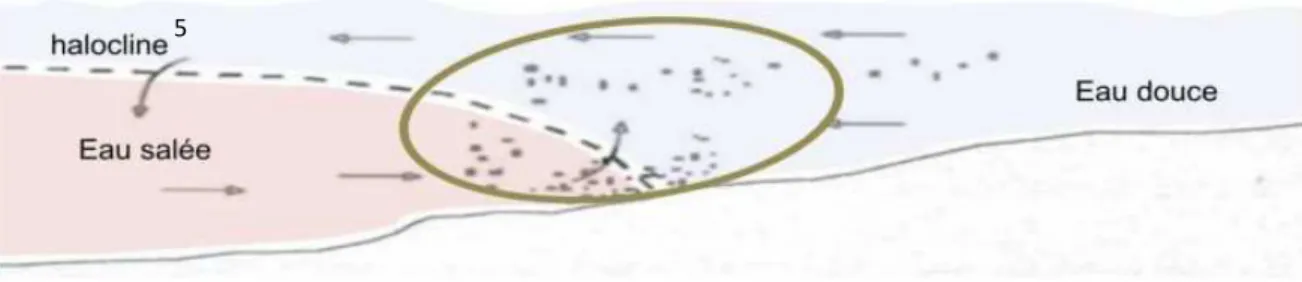 Figure 4 : Formation du bouchon vaseux. Points noirs : MES; Flèches noires : circulation des MES; Cercle marron :  délimitation du bouchon vaseux( d’après Chevillot 2016)