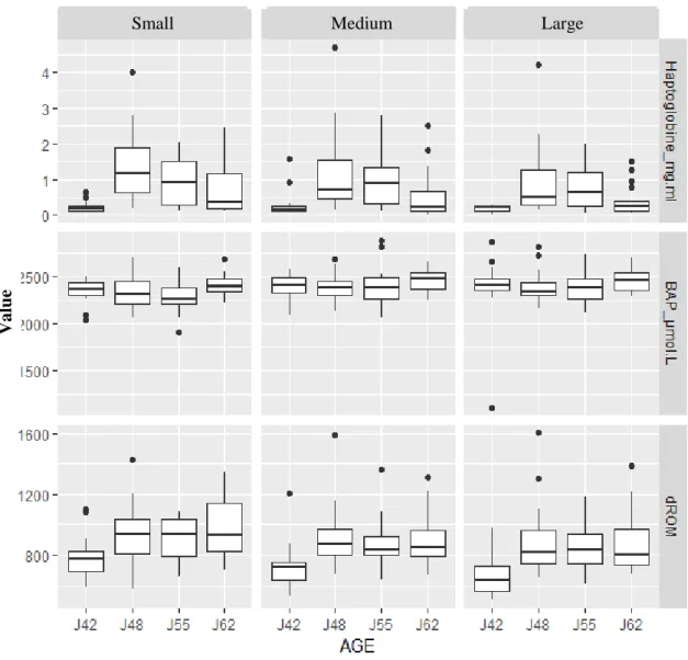 Figure 9 : Box plot of the Haptoglobin, BAP and d-Rom plasma concentrations for  each weight category at d42 (Small, Medium and Large) at four different ages (d 42,  d48, d 55 , and d 62)