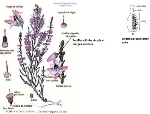 Figure 4 : Illustration botanique de Calluna vulgaris (Masclef, 1987). 
