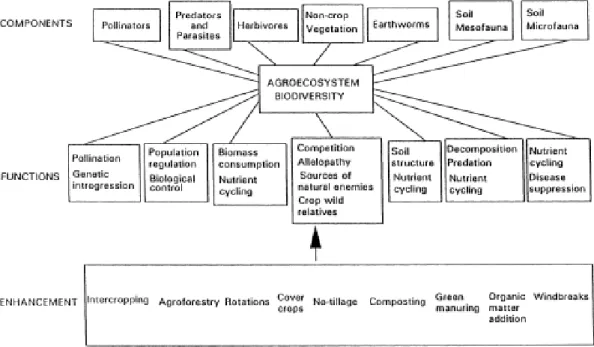 Figure 1 : Schéma récapitulatif des différents éléments et fonctions des services écosystémiques gravitant  autour d’un agroécosystème, de leurs acteurs et des moyens connus pour les améliorer (Altieri 1999)