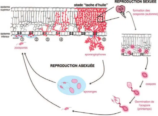 Figure  1 :  Présentation  des  cycles  de  reproduction  asexuée  et  sexuée  de  P.  viticola