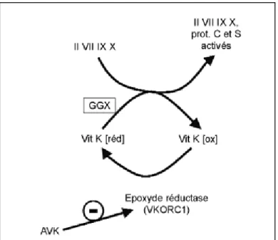 Figure 3: Mécanisme d'action des AVK [14] 