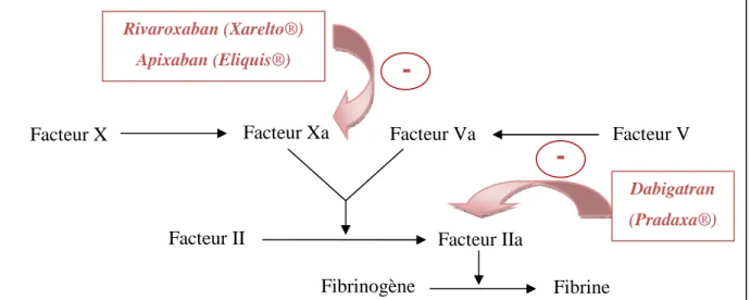 Figure 4 : Mécanismes d'action des AOD 