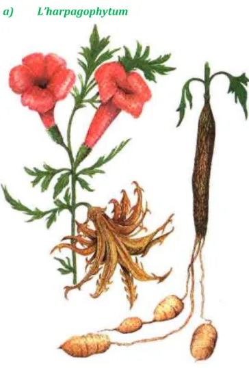 Figure 12: Fleur et racine d’harpagophytum procumbens. (79) 
