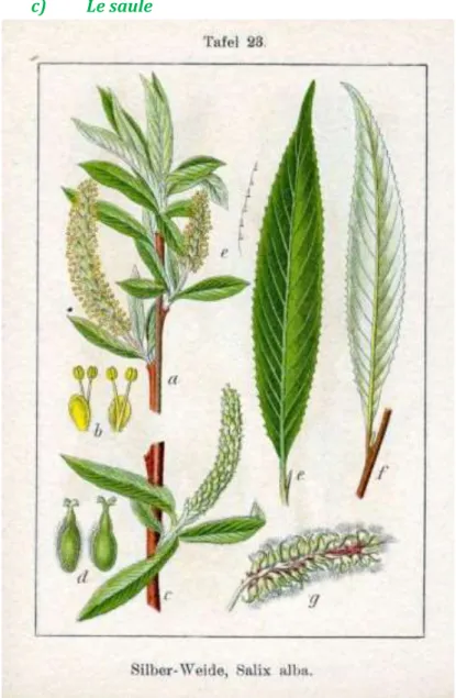 Figure 14: Saule blanc (Salix alba). (85) 