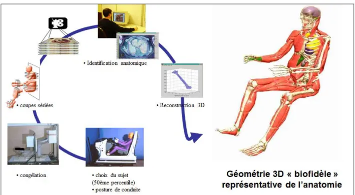 Figure 2.  Processus d’acquisition géométrique basée sur la réalisation de coupes sériées anatomiques 