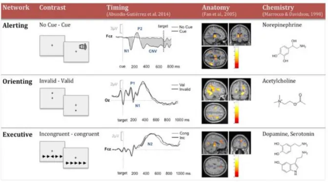 Figure 6 : Complémentarité de trois méthodes permettant d’étudier les mécanismes neuronaux de l’attention (d’après Rueda  et al., 2015) 12