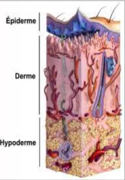 Figure 1: La structure de la Peau (2) 
