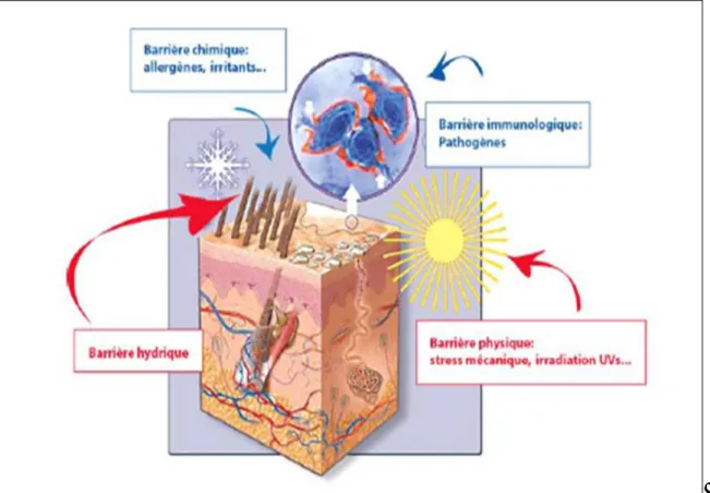 Figure 10: représentation schématique des différentes fonctions de barrière de l’épiderme vis-à-vis de  l’environnement (15) 