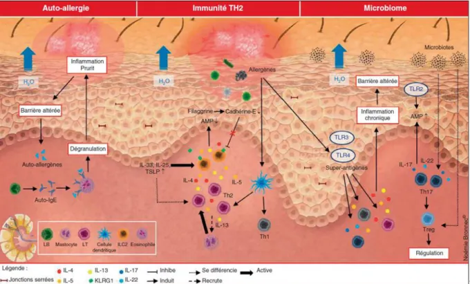 Figure 19: Physiopathologie de la dermatite atopique : interactions immunologiques avec le  microbiote, les allergènes et stimulus exogènes dans la dermatite atopique