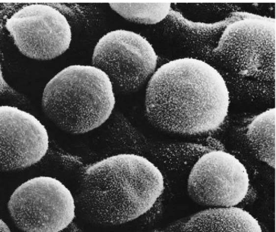 Figure 4: Micrographie électronique à balayage des 85-110 jours (estimation âge de  gestation) embryon humain
